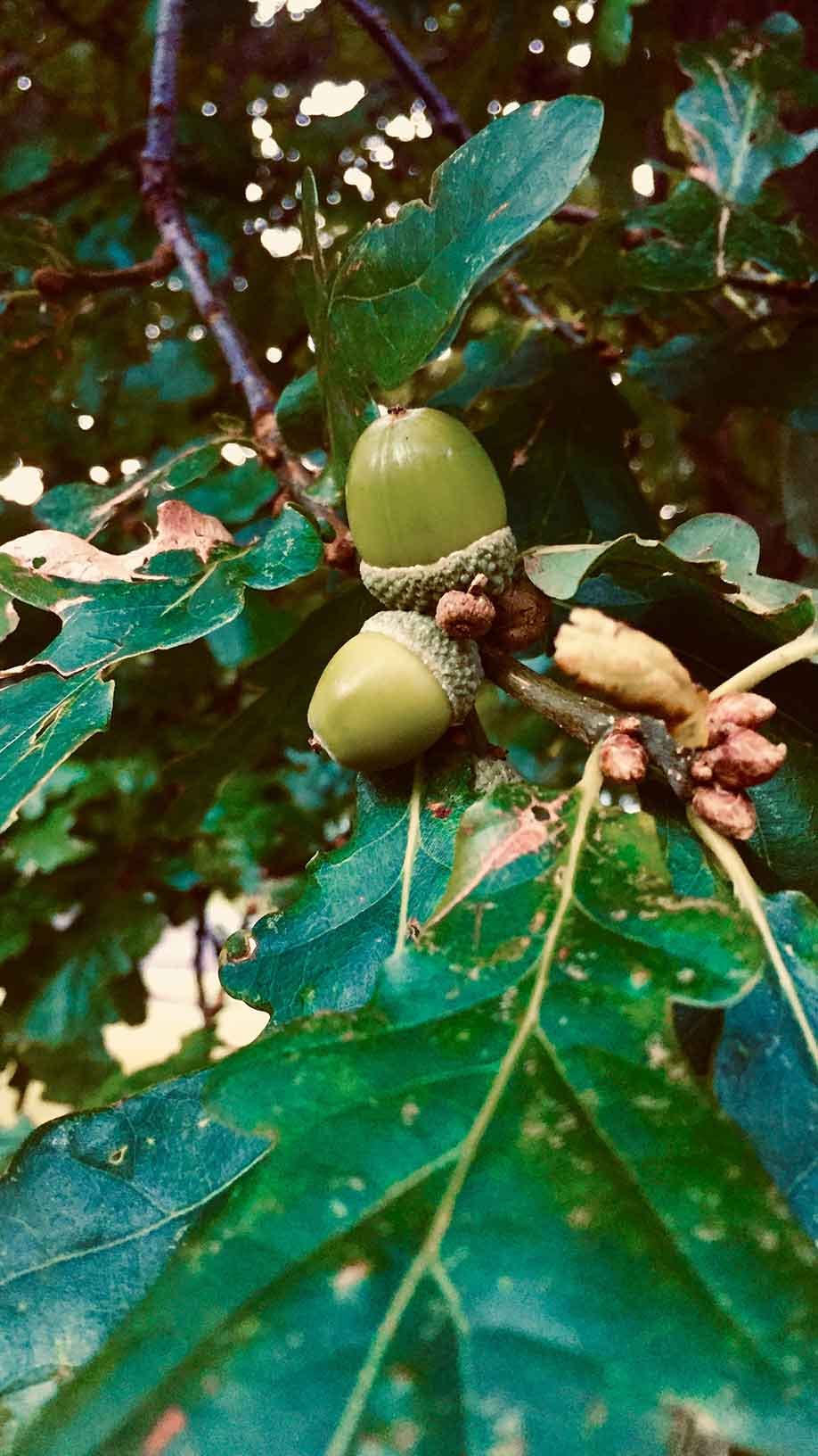 Acorns still on an oak tree
